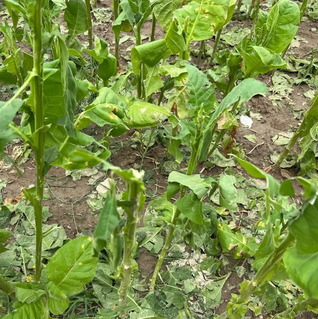 Αυτοψία σε πληγείσες καλλιέργειες – Άμεση επικοινωνία Μπαραλιάκου με ΕΛΓΑ